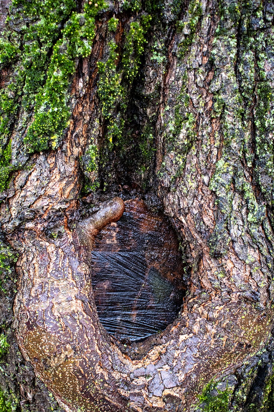 arbre, escorça, molsa, verd, naturalesa, liquen, bosc, boscos, nus d'arbre, forat de nus, nus, arbre buit, buit, planta, tronc, tronc de l'arbre, textura, dia, cap gent, primer pla, creixement, material de fusta, a l'aire lliure, terra, aspre, tranquil·litat, patró, fusta, 2K