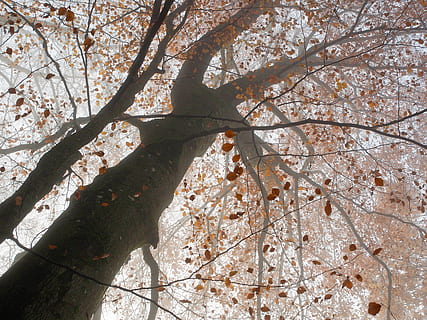 arbre marró, planta, arbre, tronc de l'arbre, flor, animal, ocell, flor de cirerer, temps, naturalesa, de novembre, caure, boira, roure, barana, pol·len, maple, menjar, produir, branca, dia, vista d’angle baix, cap gent, creixement, llum solar, bellesa a la natura, a l'aire lliure, tronc, tranquil·litat, estructura construïda, bosc, arquitectura, fons, primer pla, fragilitat, directament a sota, 4K, CC0, domini públic, lliure de regalies
