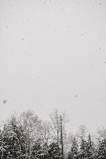 met sneeuw bedekte boom, dier, vliegend, vogel, natuur, buitenshuis, fabriek, boom, sneeuw, sneeuwstorm, kudde, wit, vlokken, dik, Bos, sneeuwvlok, bomen, zwaar, klonten, winter, storm, koude temperatuur, hemel, dag, geen mensen, lage hoekweergave, schoonheid in de natuur, kale boom, sneeuwen, heldere lucht, kalmte, bevroren, transparant, scenics - natuur, 5K, CC0, publiek domein, royaltyvrij