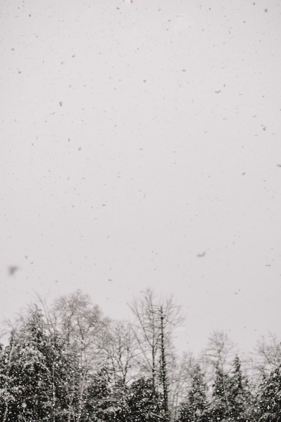 albero innevato, animale, volante, uccello, natura, all'aperto, pianta, albero, la neve, bufera di neve, gregge, bianca, fiocchi, di spessore, foresta, fiocco di neve, alberi, pesante, ciuffi, inverno, tempesta, temperatura fredda, cielo, giorno, nessuno, Inquadratura dal basso, bellezza nella natura, albero nudo, nevicando, cielo sereno, la tranquillità, congelato, trasparente, scenics - natura, 5K