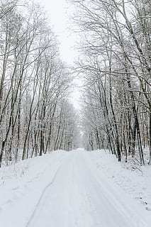 snowy, road, forest, winter, snow, white, day, path, way, route, trees, cold temperature, tree, the way forward, direction, bare tree, plant, scenics - nature, diminishing perspective, beauty in nature, covering, tranquil scene, transportation, tranquility, nature, no people, white color, outdoors, treelined, extreme weather, long, snowcapped mountain, 5K