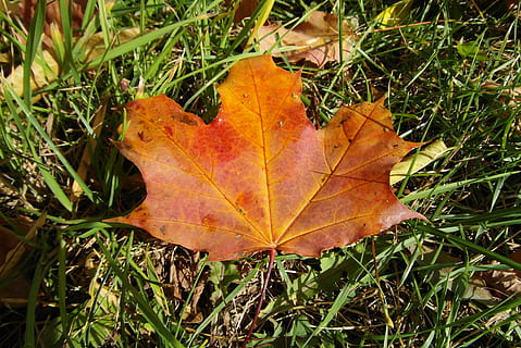 full, clon, tardor, de colors, la disminució de, part de la planta, planta, naturalesa, canvi, primer pla, dia, camp, color taronja, sec, bellesa a la natura, terra, vena de la fulla, herba, a l'aire lliure, cap gent, fulla d'auró, vista d’angle alt, caient, condició natural, fulles, 4K, CC0, domini públic, lliure de regalies
