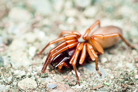 spider, insect, animal themes, one animal, animal wildlife, animal, animals in the wild, invertebrate, close-up, arthropod, no people, day, land, nature, arachnid, focus on foreground, outdoors, zoology, rock, selective focus, animal leg, marine, 2K