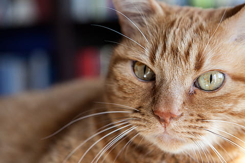 kucing, kucing rumahan, mamalia, satu binatang, tema binatang, hewan, hewan peliharaan, licik, lokal, binatang lokal, kumis, merapatkan, bagian tubuh hewan, potret, kepala hewan, melihat kamera, fokus pada latar depan, mata, tidak ada orang, bertulang belakang, mata binatang, kucing betina, kucing jahe, hidung binatang, 5K, CC0, domain publik, bebas royalti