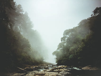 river between trees, fog, mist, tree, forest, river, rock, person, outdoor, dark, green, mystical, adventure, travel, explore, wander, wanderlust, discover, nature, iphone, dji, outdoors, landscape, mountain, scenics, summer, woodland, beauty In Nature, environment, no People, green Color, morning, sunlight, sky, wilderness Area, non-Urban Scene, day, sunbeam, season, water, waterfall, rock - Object, rural Scene, hiking, 2K, CC0, public domain, royalty free