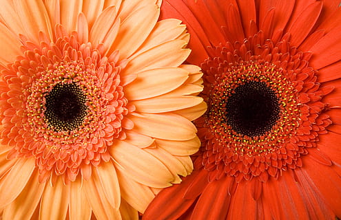 fonas, gražus, , žydi, žiedas, botanikos, spalva, spalvinga, Daisy, išsamiai, flora, gėlių, gėlė, šviežias, sodas, gerberas, gerbera, pobūdį, žiedlapis, augalų, graži, pavasaris, studija, vasara, žydintys augalai, grožis gamtoje, šviežumas, gėlių galva, žiedynas, gerbera Daisy, oranžinė spalva, Iš arti, žiedadulkių, augimą, trapumas, pažeidžiamumas, ekstremalus artumas, nėra žmonių, 4K, CC0, Viešasis domenas, nemokamai