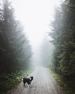 juoda, balta, šuo, stovėti, kelias, apsuptas, medžiai, miškas, medis, gyvūnas, migla, Debesuota, rūkas, šlapias, lietus, oras, blogai, vasara, žalias, gražus, grožis, pobūdį, čekų, meilė, augintiniai, lauke, vaikščioti, žolė, kraštovaizdį, žalia spalva, dieną, grožis gamtoje, kaimo scenoje, saulės šviesa, ne miesto scenoje, juoda spalva, ruduo, linksma, 4K, CC0, Viešasis domenas, nemokamai