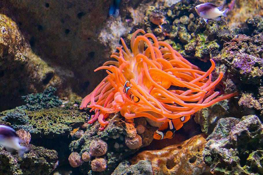pesce pagliaccio, all'aperto, mare, natura, oceano, animale, vita marina, scogliera, acquatico, barriera corallina, invertebrato, Anemone di mare, animale di spugna, uccello, aragosta, frutti di mare, cibo, creatura, acqua, anemone, subacqueo, fauna selvatica, animali allo stato selvatico, temi animali, sottomarino, corallo, marino, pesce, un animale, vertebrato, nessuno, bellezza nella natura, nuoto, ecosistema, 5K