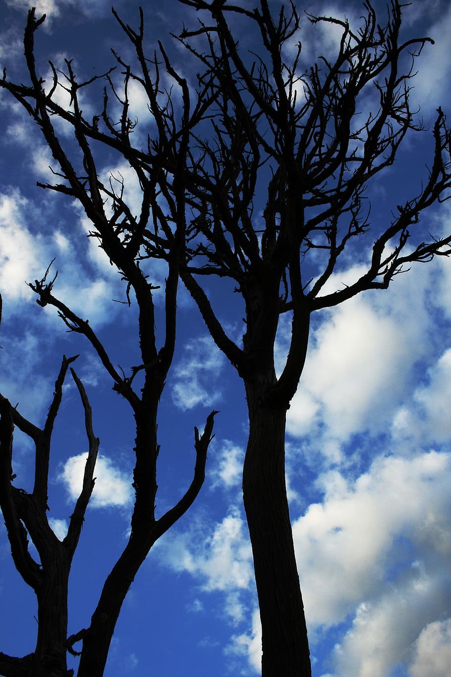 mort, arbres, blanc, ennuvolat, blau, cel, branques, núvols, arbre mort, fotografia d'angle baix, naturalesa, siluetes, núvol - cel, arbre, arbre nu, planta, branca, ocell, fauna animal, vista d’angle baix, animals a la natura, temes d'animals, animal, cap gent, vertebrats, bellesa a la natura, dia, a l'aire lliure, tranquil·litat, un animal, 4K