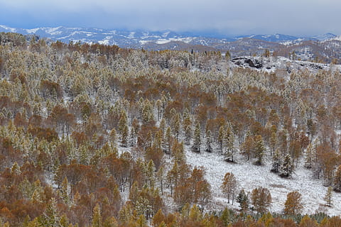 borovice, efi, bříza, les, sníh, zimní, hory, krajina, Příroda, podzim, kuyagan, altai, Rusko, smrk, rostlina, scenics - příroda, nikdo, přistát, krása v přírodě, životní prostředí, strom, mimoměstské scény, klidné scény, klid, den, studená teplota, hora, cestovat, destinace, vysoký úhel pohledu, venku, polosuchý, borové lesy, 5K, CC0, veřejná doména, bez autorských práv