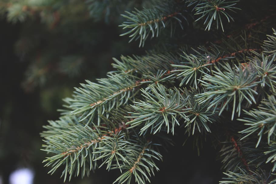 pi, naturalesa, arbre, verd, bosc, boscos, planta, creixement, color verd, bellesa a la natura, centrar-se en primer pla, cap gent, branca, dia, full, primer pla, part de la planta, a l'aire lliure, arbre de Nadal, tranquil·litat, celebració, arbre de coníferes, agulla - part de la planta, avet, 5K
