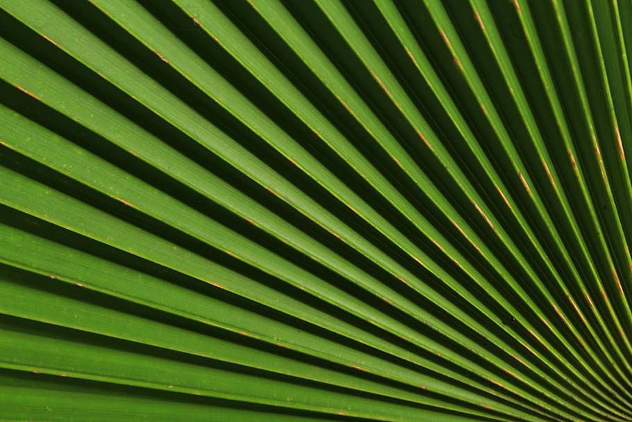 luce, ombra, bellissimo, messa a fuoco, centro, verde, verde scuro, verde chiaro, linea, interessante, bellissima, estetico, foglia, natura, Yogyakarta, Klaten, Surakarta, indonesiano, Milano, fotogramma intero, sfondi, parte vegetale, foglia di palma, modello, colore verde, Palma, nessuno, avvicinamento, crescita, modello naturale, pianta, fronda, strutturato, clima tropicale, bellezza nella natura, albero, a strisce, all'aperto, le foglie, 5K