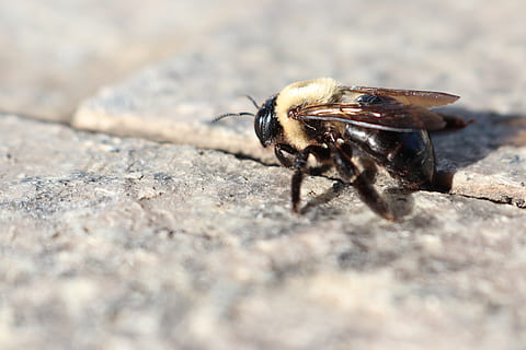Biene, fallen, s, Blume, Pflanze, blühen, Sommer-, Goldrute, ein Tier, Tierthemen, Tier, Tierwelt, Tiere in freier Wildbahn, wirbellos, selektiver Fokus, Insekt, Nahansicht, Tag, keine Leute, Natur, solide, draußen, Tierkörperteil, Rock, fliegen, Rock - Objekt, Tierflügel, Oberflächenniveau, 5K, CC0, gemeinfrei, lizenzfrei