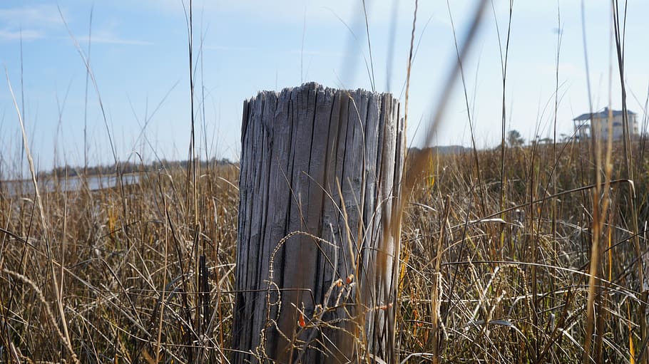 Strand, Küste, Post, Ozean, Wasser, Himmel, Natur, Urlaub, Wolken, Landschaft, Reise, Pflanze, Land, Gras, Ruhe, Feld, keine Leute, Tag, Wachstum, Fokus auf den Vordergrund, draußen, Schönheit in der Natur, ruhige Szene, trocken, Nahansicht, Baum, Nicht-städtische Szene, Szenen - Natur, Holzpfosten, tote Pflanze, 5K