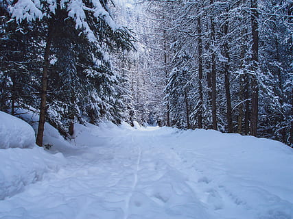 looppad, sneeuw, bomen, winter, natuur, Bos, landschap, wandelen, lopen, besneeuwd, winterlandschap, koude, koude temperatuur, boom, fabriek, land-, aan het bedekken, witte kleur, schoonheid in de natuur, kalmte, rustige scène, geen mensen, scenics - natuur, dag, veld-, niet-stedelijke scène, groei, buitenshuis, bos-, 2K, CC0, publiek domein, royaltyvrij