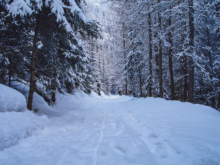 vandresti, sne, træer, vinter, natur, Skov, landskab, vandring, gå, snedækket, vinterlandskab, kold, kold temperatur, træ, plante, jord, dækker, hvid farve, skønhed i naturen, ro, rolig scene, ingen mennesker, scenics - natur, dag, Mark, ikke-urbane scene, vækst, udendørs, 2K