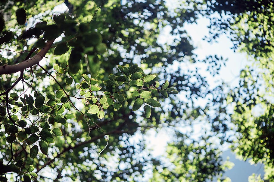 verd, full, arbre, planta, naturalesa, bokeh, cel, creixement, vista d’angle baix, branca, centrar-se en primer pla, dia, cap gent, bellesa a la natura, color verd, part de la planta, a l'aire lliure, tranquil·litat, primer pla, enfocament selectiu, frescor, llum solar, arbre fruiter, 2K