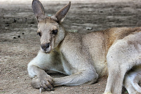harmaa kani, eläin, nisäkäs, wallaby, kenguru, villieläimet, leijona, Kangourou, Shanghai, Kiina, antilooppi, eläintarha, koukku, kynsiä, laama, alpakka, aasi, hevonen, varsa, lintu, riikinkukko, eläinten villieläimet, eläimiä, ei ihmisiä, yksi eläin, päivä, selkärankainen, luonto, ulkona, rentoutuminen, naaraseläin, keskittyä etualalle, nuori eläin, maa, 2K, CC0, public domain, rojaltivapaa