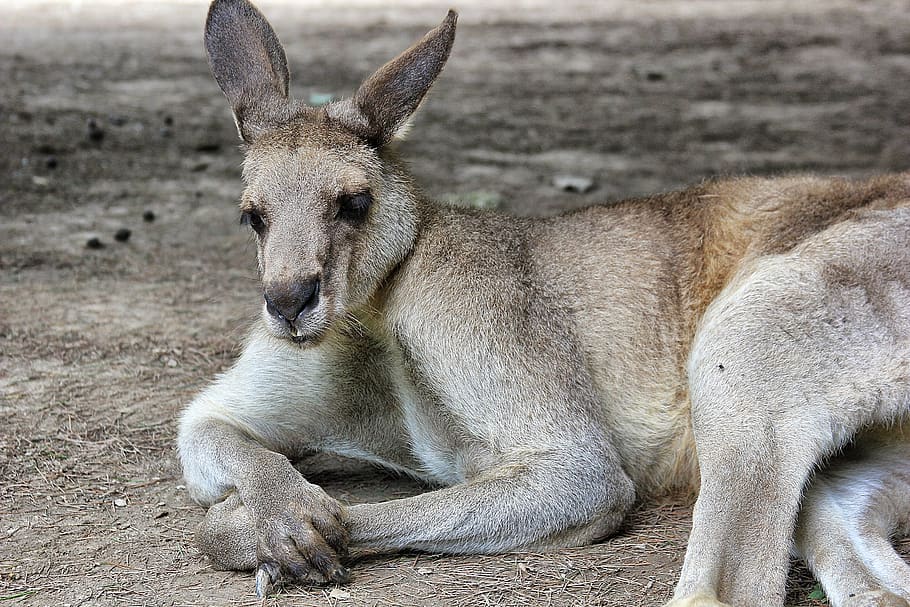 coniglio grigio, animale, mammifero, wallaby, canguro, natura, Leone, Kangourou, shanghai, Cina, antilope, zoo, gancio, artiglio, lama, alpaca, asino, cavallo, puledro, uccello, pavone, fauna selvatica, animali allo stato selvatico, nessuno, un animale, giorno, vertebrato, all'aperto, rilassamento, animale femmina, concentrarsi sulle conoscenze acquisite, giovane animale, terra, 2K