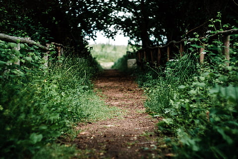 empty, pathway, grass, plant, tree, selective focus, no people, the way forward, growth, direction, green color, nature, tranquility, day, outdoors, footpath, land, tranquil scene, beauty in nature, park, forest, architecture, diminishing perspective, trail, 4K, CC0, public domain, royalty free