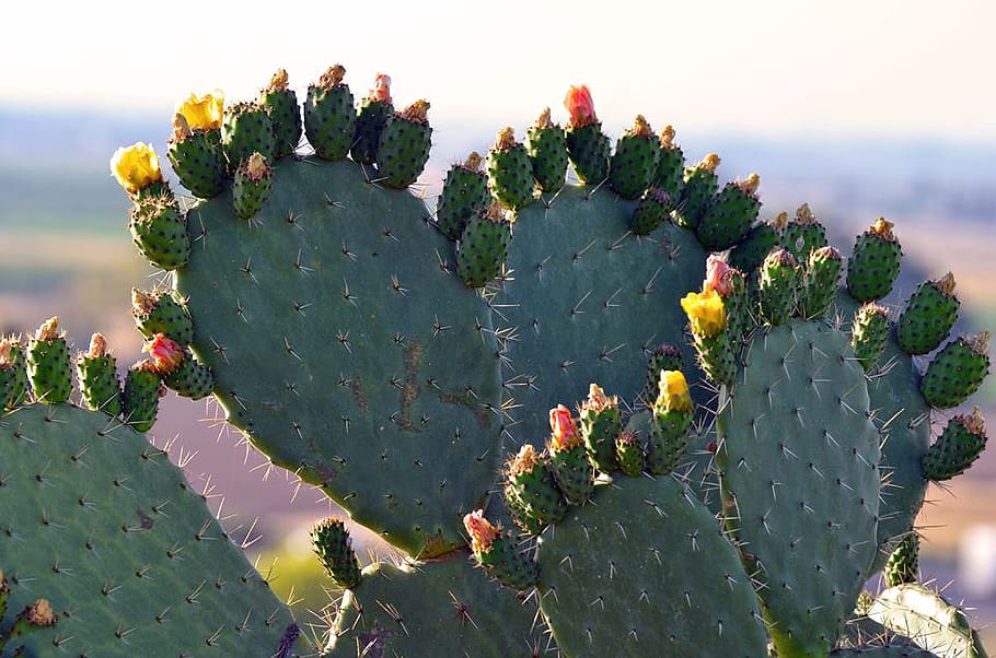 cactus, columna vertebral, agut, espinós, suculent, desert, flora, naturalesa, estiu, fruita, primer pla, menjar, a l'aire lliure, orgànic, vegetarià, planta suculenta, cactus de figuera de moro, espina, planta, espigada, creixement, bellesa a la natura, color verd, cap gent, dia, escenics - natura, flor, terra, planta amb flors, llum solar, clima àrid, clima, 4K