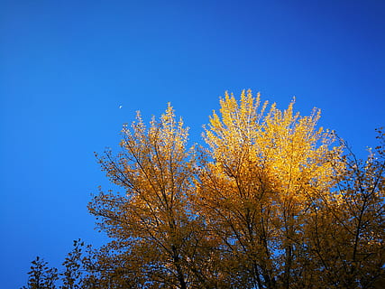 arbre amb fulles marrons, arbre, planta, abies, avet, conífera, 5 de Beijing, Xina, kelamayi shi, làrix, asfalt, pi, maple, full, tronc de l'arbre, picea, naturalesa, a l'aire lliure, Serra, muntanya, tardor, bellesa a la natura, blau, cel, cel clar, vista d’angle baix, creixement, canvi, cap gent, groc, escenics - natura, branca, dia, còpia espai, tranquil·litat, part de la planta, arbre d’arbre, bosc de pi, 5K, CC0, domini públic, lliure de regalies