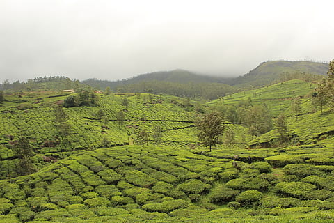 Índia, munnar, escenics - natura, color verd, escena tranquil·la, bellesa a la natura, tranquil·litat, terra, creixement, planta, paisatge, cultiu de te, muntanya, medi ambient, plantació, naturalesa, arbre, cap gent, boira, camp, cultiu, a l'aire lliure, fulles de te, 5K, CC0, domini públic, lliure de regalies