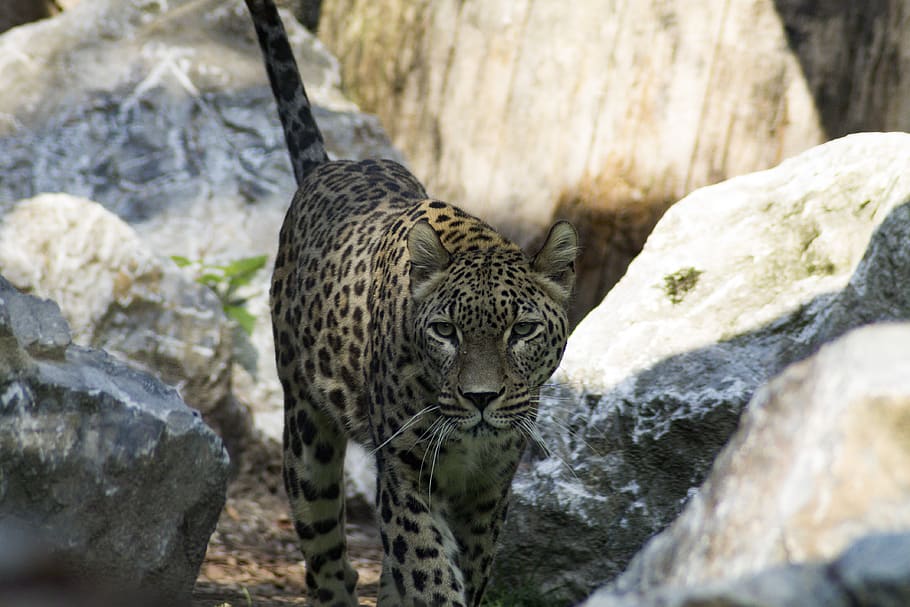 gat gran, guepard, depredador, zoo, animal, fauna animal, temes d'animals, felí, animals a la natura, un animal, mamífer, rock, rock - object, sòlid, gat, lleopard, carnivora, cap gent, vertebrats, animals en captivitat, naturalesa, dia, a l'aire lliure, gat no domesticat, bigotis, 4K