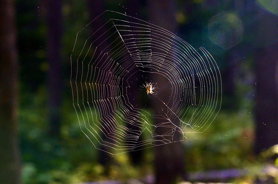 teranyina, aranya, web, naturalesa, insecte, horripilant, trampa, animal, glacera, nacional, parc, bosc, ruta, depredador, natural, aràcnids, vida salvatge, seda, patró, textura, fragilitat, vulnerabilitat, centrar-se en primer pla, primer pla, cap gent, temes d'animals, invertebrat, bellesa a la natura, patró natural, artròpode, dia, fauna animal, planta, atrapat, animals a la natura, complexitat, a l'aire lliure, rosada, concèntric, 2K