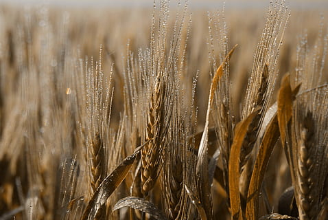 wheat, cereal, straw, bread, crop, cereal plant, agriculture, growth, rural scene, farm, field, landscape, plant, close-up, nature, no people, land, day, beauty in nature, selective focus, tranquility, ear of wheat, brown, outdoors, stalk, 4K, CC0, public domain, royalty free
