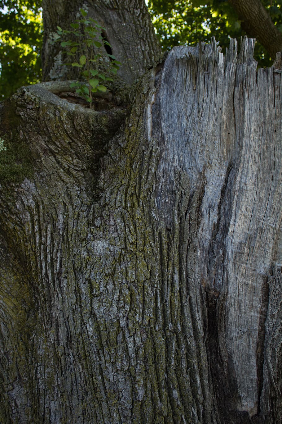 arbre, tronc, escorça, brollar, fulles, nou creixement, aspre, danys, trencat, gris, esperança, curació, curar, fort, fusta, tronc de l'arbre, textura, cap gent, planta, naturalesa, dia, primer pla, material de fusta, a l'aire lliure, terra, bosc, marc complet, patró natural, bellesa a la natura, fons, efecte texturat, 5K