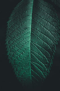 groen blad, abstract, biologie, detailopname, kleur, kleuren, donker, flora, gebladerte, groei, hd wallpaper, blad, natuur, biologisch, patroon, structuur, deel van de plant, geen mensen, groene kleur, bladader, natuurlijk patroon, fabriek, breekbaarheid, kwetsbaarheid, schoonheid in de natuur, binnenshuis, dag, studio opname, getextureerde, plantkunde, zwarte achtergrond, bladeren, 5K, CC0, publiek domein, royaltyvrij