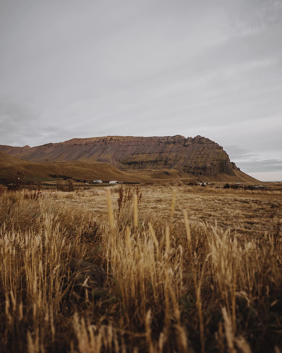 camp d’herba marró, a l'aire lliure, planta, pastures, mesa, altiplà, menjar, produir, camp, gra, vegetals, vik, muntanya, Islandia, naturalesa, vegetació, terra, sòl, paisatge, cel, tranquil·litat, escena tranquil·la, bellesa a la natura, escenics - natura, herba, núvol - cel, medi ambient, escena no urbana, dia, cap gent, creixement, remot, 4K