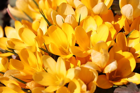 krokusy, jaro, žlutá, krokus, květ, květiny, flóra, zahrada, louka, barvitý, barva, Pozadí, pohlednice, kvetoucí rostlina, svěžest, okvětní lístek, zranitelnost, křehkost, rostlina, květu hlavy, detail, květenství, krása v přírodě, růst, Příroda, den, nikdo, zaměřit se na popředí, oranžová barva, venku, slunečního světla, 5K, CC0, veřejná doména, bez autorských práv