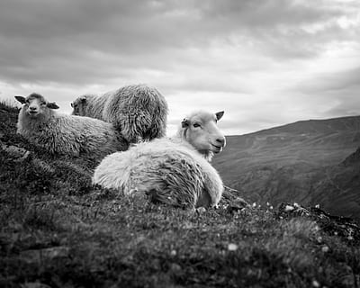 tres, ovelles, estirat, herba, mamífer, animal, noruega, jotunheimen, cabra de muntanya, vida salvatge, cabra, camp, a l'aire lliure, naturalesa, llama, alpaca, temes d'animals, nacional, animals domèstics, mascotes, grup d’animals, cel, bestiar, núvol - cel, vertebrats, cap gent, dia, terra, paisatge, fauna animal, herbívors, 4K, CC0, domini públic, lliure de regalies
