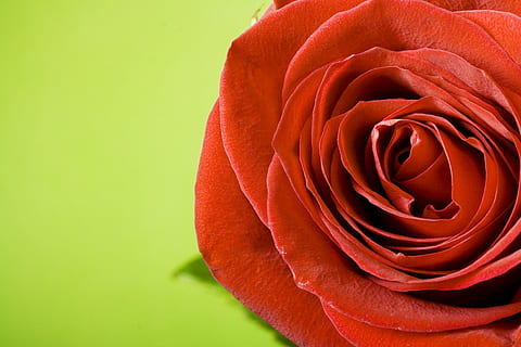 rose, red, stem, background, , decoration, concept, closeup, green, floral, petal, day, aroma, symbol, celebration, light, gift, gardening, love, macro, elegant, texture, garden, color, valentine, romance, single, bud, natural, flirting, spring, passion, anniversary, flower, leaf, holiday, summer, event, blossom, fragility, object, plant, beauty, romantic, beautiful, fresh, nature, pattern, perfection, flowering plant, beauty in nature, rose - flower, vulnerability, close-up, freshness, flower head, inflorescence, no people, full frame, copy space, studio shot, springtime, valentine's day - holiday, 4K, CC0, public domain, royalty free