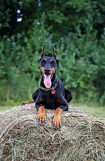 Dobermann, Hund, Heuhaufen, gehen, ein Tier, Tierthemen, Wirbeltier, Säugetier, Haustiere, Tier, inländisch, Eckzahn, Pflanze, Tag, Natur, Fokus auf den Vordergrund, Land, Baum, Feld, schwarze Farbe, keine Leute, draußen, Mund offen, 5K, CC0, gemeinfrei, lizenzfrei