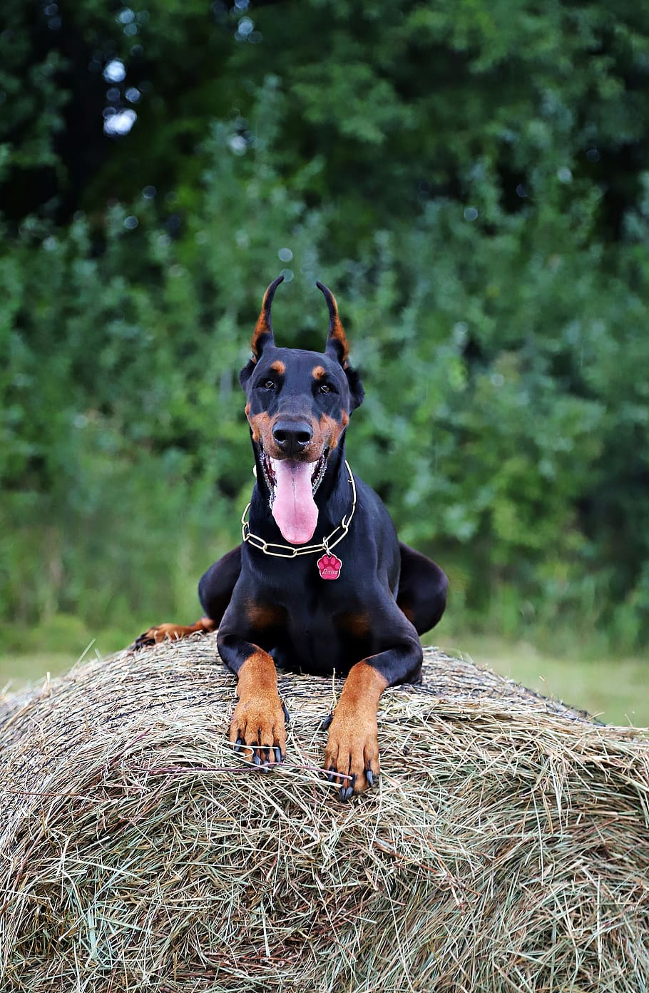 Dobermann, Hund, Heuhaufen, gehen, ein Tier, Tierthemen, Wirbeltier, Säugetier, Haustiere, Tier, inländisch, Eckzahn, Pflanze, Tag, Natur, Fokus auf den Vordergrund, Land, Baum, Feld, schwarze Farbe, keine Leute, draußen, Mund offen, 5K