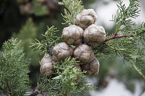 cipreste, cones, macro, Pinha, conífera, agulhas, árvore, verde, plantar, natureza, Comida, ninguém, comida e bebida, dia, fechar-se, Pinheiro, crescimento, focar em primeiro plano, folha, parte da planta, pinaceae, cor verde, inverno, ao ar livre, árvore conífera, celebração, agulha - parte da planta, 5K, CC0, domínio público, royalty free