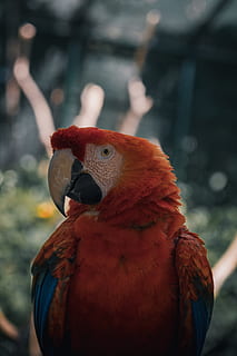 scarlet macaw, bird, animal themes, vertebrate, animal, one animal, parrot, focus on foreground, animals in the wild, animal wildlife, macaw, day, close-up, nature, no people, beak, red, outdoors, zoology, perching, animal head, 5K, CC0, public domain, royalty free