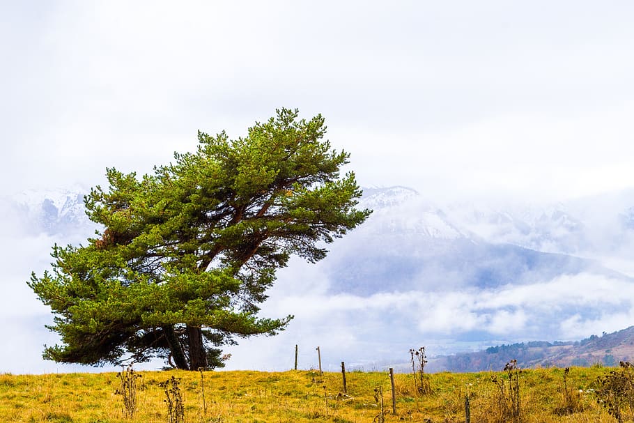 arbre, vent, naturalesa, paisatge, cel, prada, tardor, temps, núvols, rural, muntanyes, boira, atmosfera, planta, medi ambient, escenics - natura, bellesa a la natura, tranquil·litat, núvol - cel, escena no urbana, escena tranquil·la, terra, creixement, cap gent, herba, dia, camp, límit, a l'aire lliure, pi, arbre de coníferes, bosc de pi, 5K