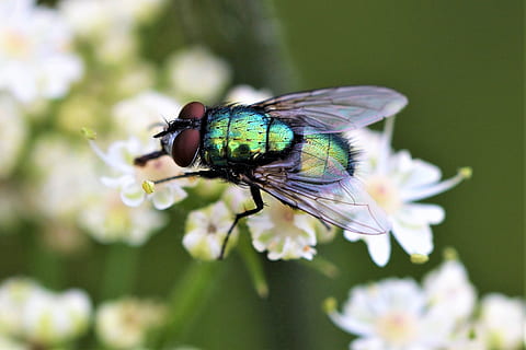 Makro, Natur, Insekt, diptera, fliegen, Nahansicht, glänzend, Rüssel, Nektar, Wegeseite, Tier, Flügel, Grün, blühen, behaart, Tierthemen, Blume, blühende Pflanze, Tierwelt, ein Tier, Pflanze, wirbellos, Tiere in freier Wildbahn, Tierflügel, Schönheit in der Natur, Zerbrechlichkeit, Verletzlichkeit, Frische, Tag, keine Leute, Blütenkopf, Bestäubung, lila, 2K, CC0, gemeinfrei, lizenzfrei