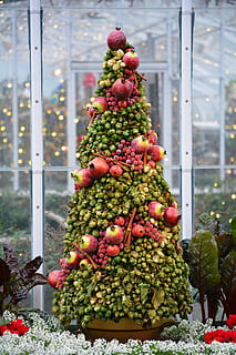 árvore de Natal, plantar, árvore, enfeite, decoração de casa, fruta, natureza, janela, árvores de Natal, Natal, cacto, mobília, sofá, Flor, gerânio, abies, abeto, cerâmica, pote, Alimentação saudável, comida e bebida, cor verde, decoração, Decoração de Natal, dia, ninguém, Comida, feriado, ao ar livre, celebração, frescura, Enfeite de natal, 5K, CC0, domínio público, royalty free