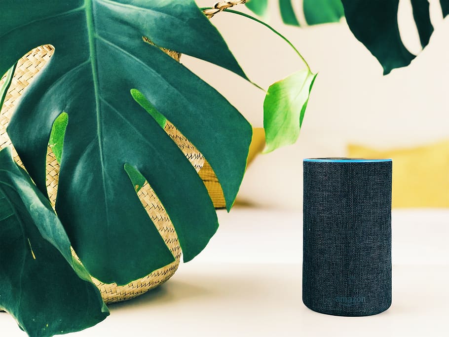 eco amazon negre, full, planta, produir, gra, vegetals, menjar, llavor, arbre, venes, nou, gla, fulla d'auró, roure, flor, arranjament floral, puny, logotip, símbol, insígnia, color verd, part de la planta, primer pla, cap gent, a l'interior, publicació, llibre, naturalesa, educació, natura morta, taula, interior de casa, tir de l'estudi, centrar-se en primer pla, creixement, planta en test, material, tèxtil, 2K