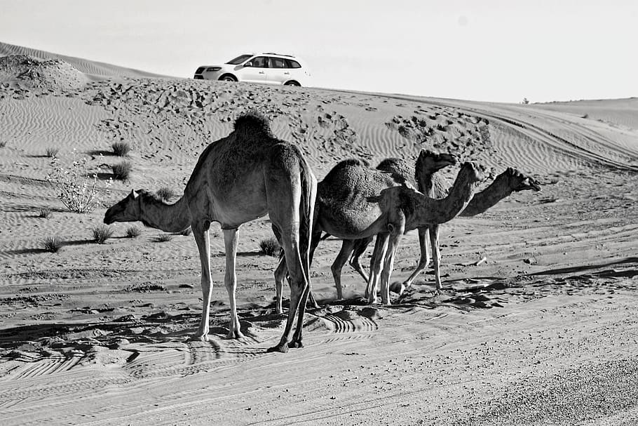 gris, fotografia a escala, tres, camells, desert, animals, camell àrab, la llum del dia, durant el dia, sec, paisatge, mamífers, sorra, sistema de transport, vehicle, vida salvatge, temes d'animals, animal, grup d’animals, mamífer, terra, camell, vertebrats, fauna animal, animals domèstics, animals a la natura, dia, naturalesa, cel, medi ambient, cap gent, escenics - natura, clima àrid, clima, a l'aire lliure, herbívors, 5K