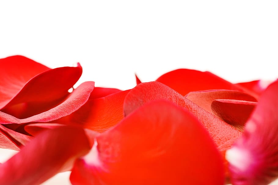 con2011, rosa, pètals, vermell, tallar, flor, planta, bellesa a la natura, primer pla extrem, pètal, planta amb flors, primer pla, frescor, emoció, cap gent, macro, dia de Sant Valentí: vacances, bellesa, fons blanc, emoció positiva, esdeveniment, naturalesa, celebració, 4K