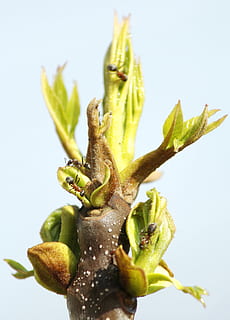 natur, vår, tre, maur, anlegg, vekst, grønn farge, ingen folk, nærbilde, skjønnhet i naturen, plante del, blad, klar himmel, himmel, friskhet, begynnelse, dag, knopp, blomst, studio skudd, utendørs, blomstrende plante, plantestamme, sepal, 4K, CC0, offentlig domene, opphavsrett gratis