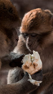 singe brun, animal, faune, mammifère, singe, aliments, parc des singes, légume, ours, alimentation, primate, en plein air, repas, fourrure, manger, en mangeant, babouin, Orange, Lion, orang-outan, la faune des animaux, Nourriture et boisson, vertébré, animaux à l'état sauvage, fermer, personnes, un animal, en portant, se concentrer sur le premier plan, faim, 4K, CC0, domaine public, libre de droits