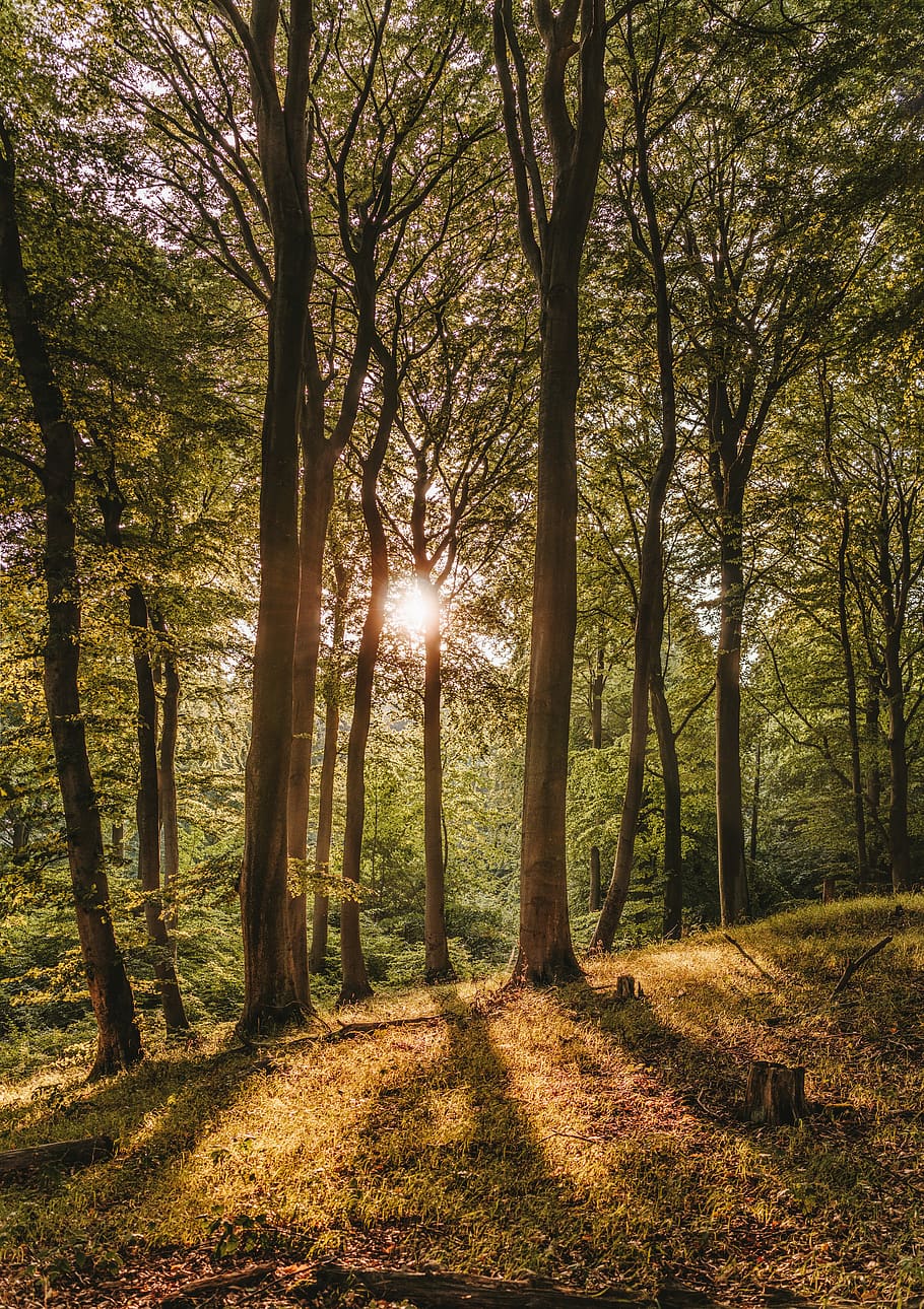 fusta de faig, posta de sol, bosc, llibre, rügen, Parc Nacional, Jasmund, abendstimmung, raig de sol, brillar, clareja forestal, lichtspiel, humor, raigs, naturalesa, atmosfèric, idíl·lic, arbre, planta, terra, tranquil·litat, bellesa a la natura, llum solar, escena tranquil·la, escenics - natura, creixement, tronc de l'arbre, tronc, escena no urbana, cap gent, dia, sol, medi ambient, a l'aire lliure, streaming, canvi, brillant, 8K