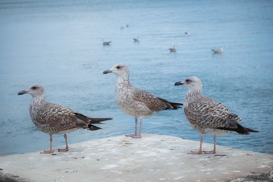 gaviotas, pájaro, Tres, Gaviota, ala, naturaleza, mundo animal, AVE acuática, seevogel, agua, cuenta, pluma, aves marinas, animales, grupo de animales, temas de animales, vertebrado, animal, animales en la naturaleza, fauna animal, día, mar, nadie, playa, centrarse en primer plano, posado, al aire libre, belleza en la naturaleza, tierra, bandada, 4K